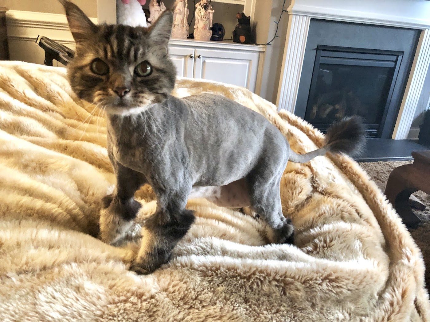 Cat with a lion cut