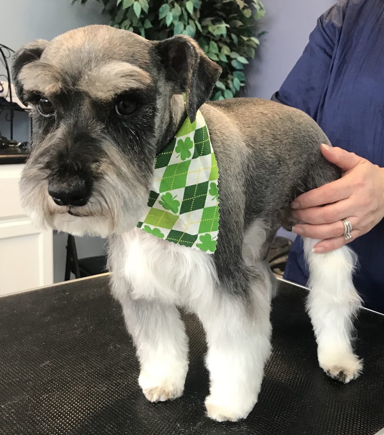 Schnauzer after a groom
