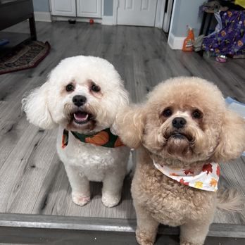 Two freshly groomed doodles