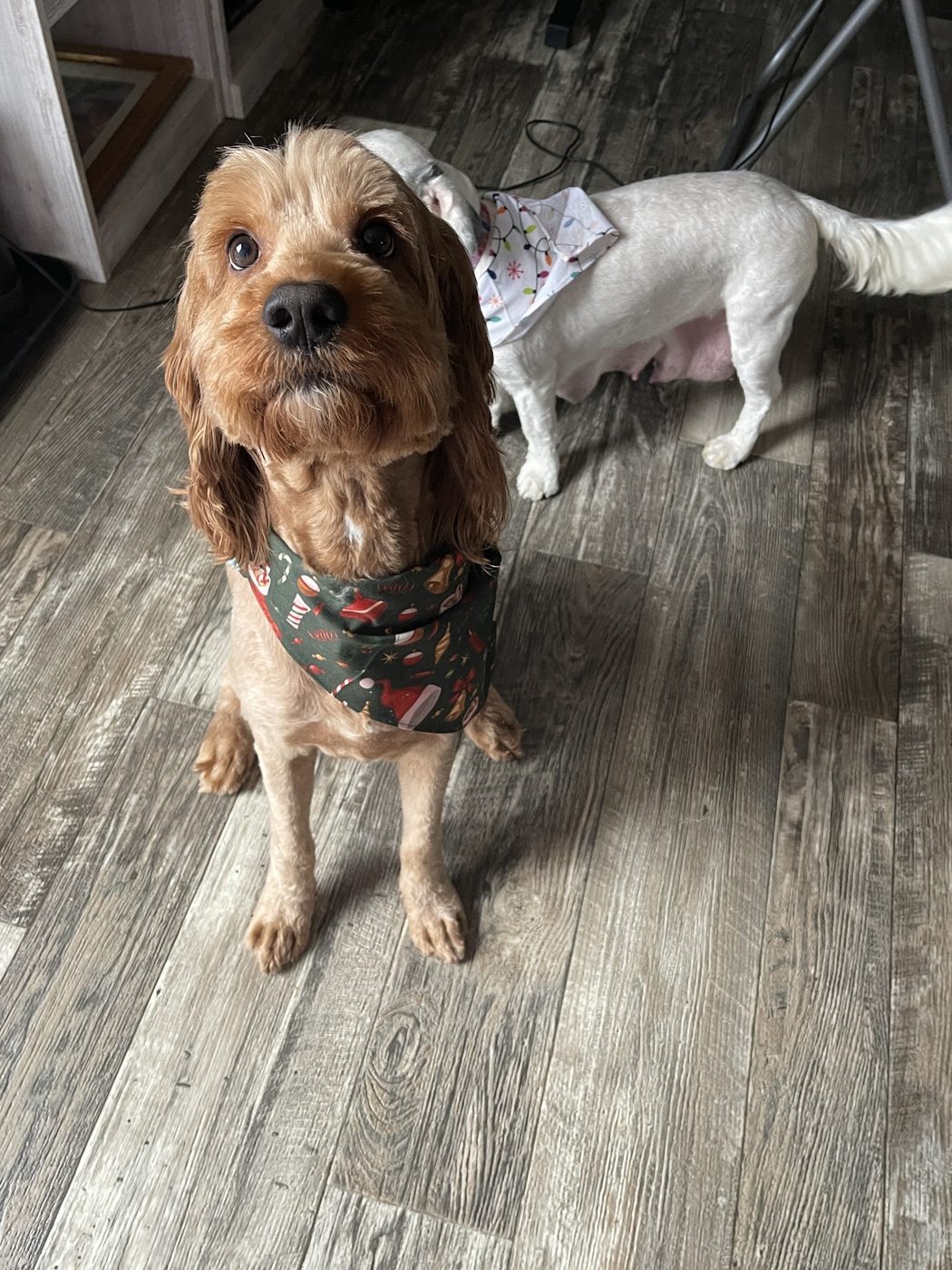 Pup with a bandanna