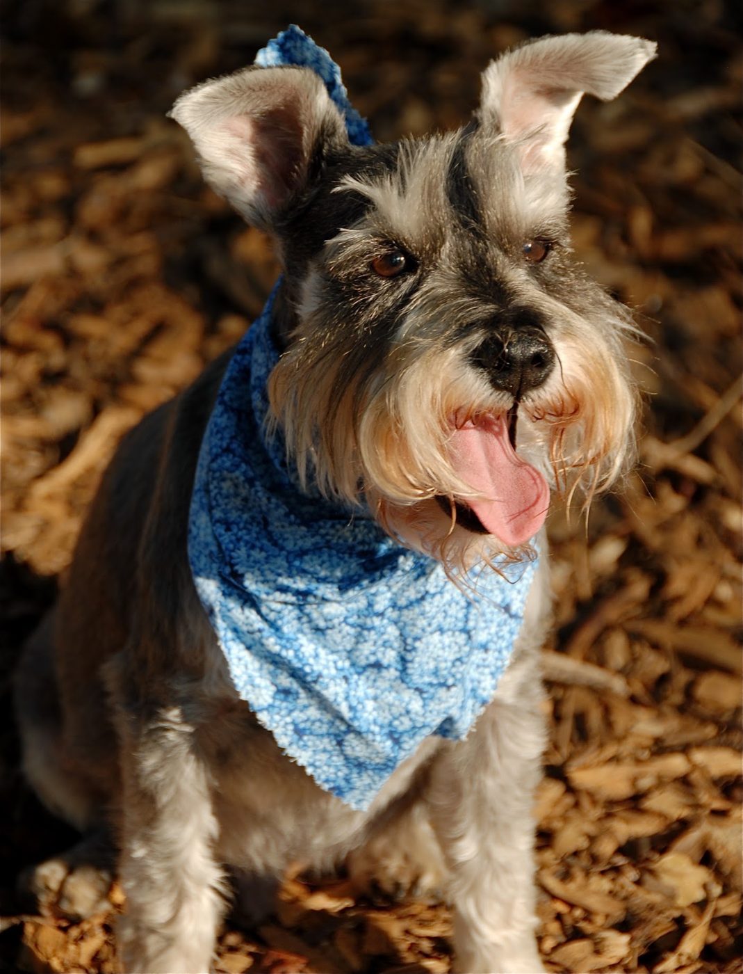 Schnauzer with a blue bandanna