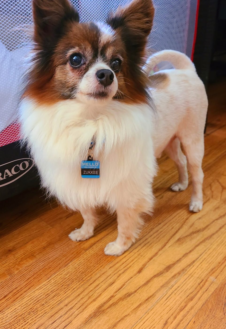 Papillon after a bath and trim