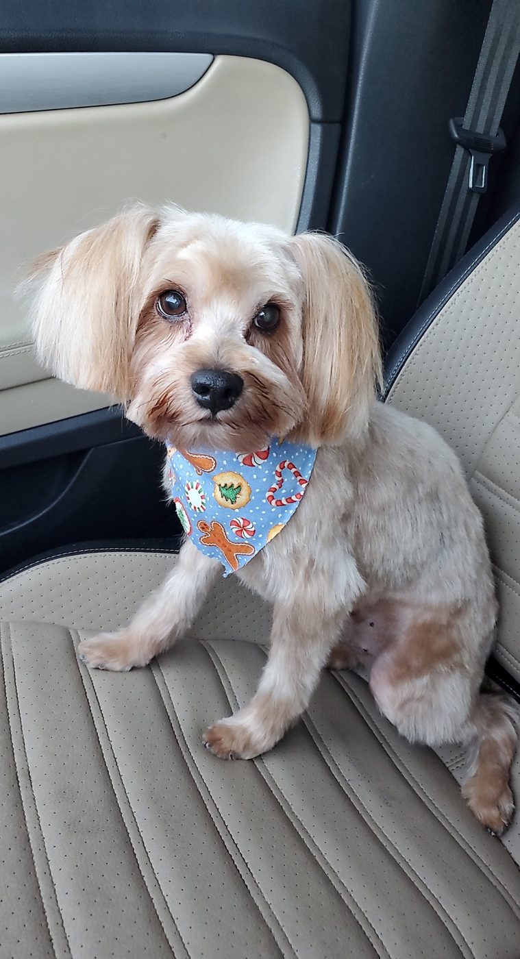 Freshly groomed pup heading home
