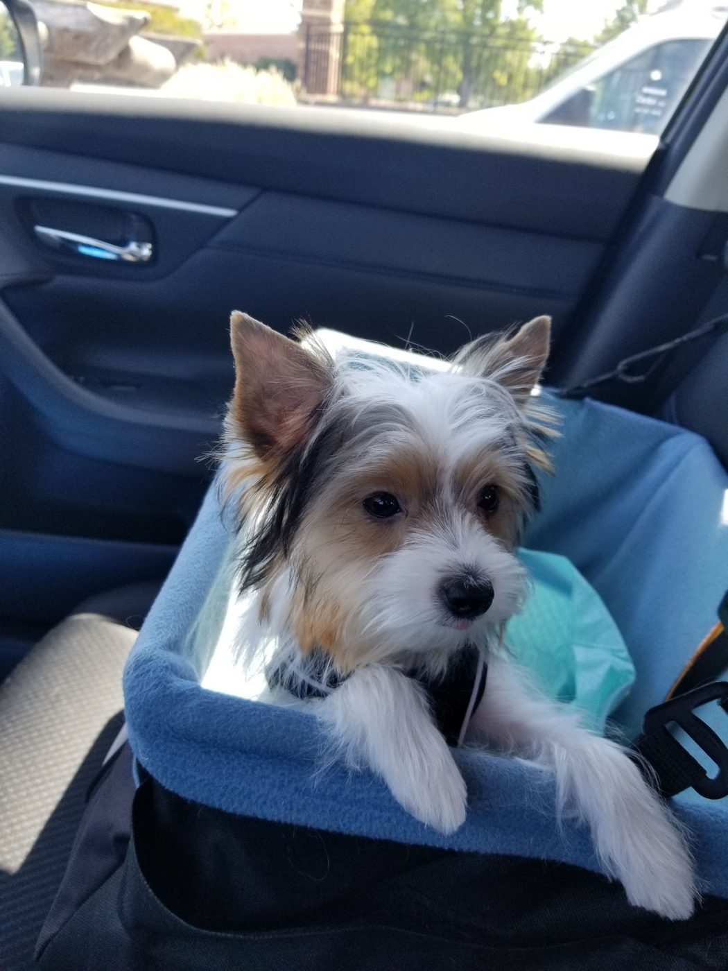 Yorkie after a groom